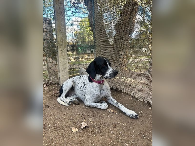 Lola - Dalmatiner x Gazelle = Pointer Lola