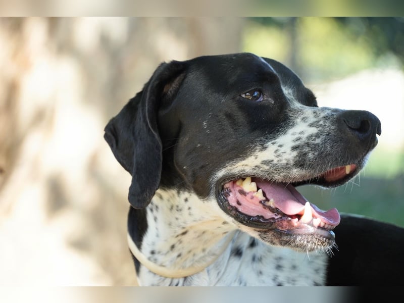 Lola - Dalmatiner x Gazelle = Pointer Lola