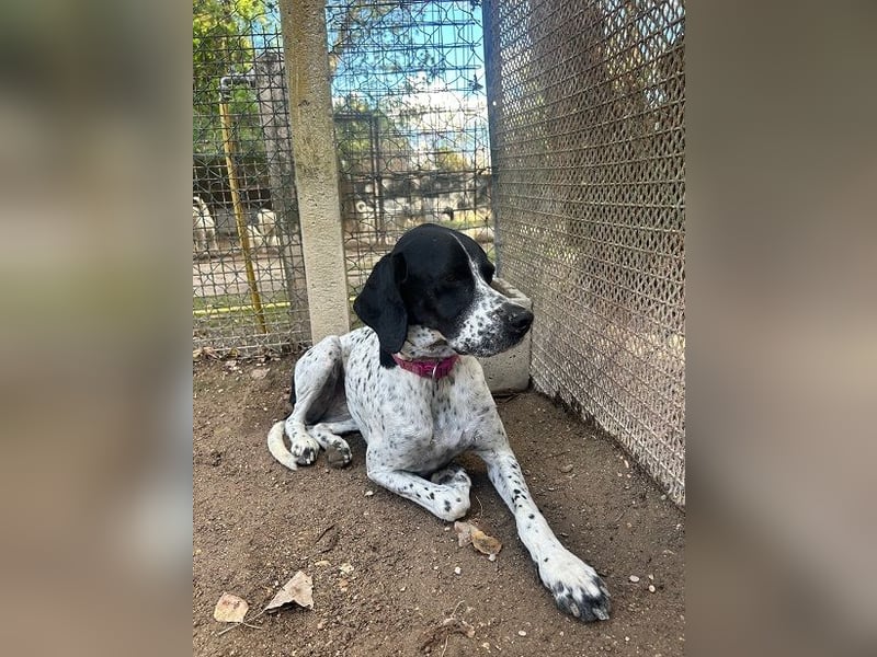 Lola - Dalmatiner x Gazelle = Pointer Lola