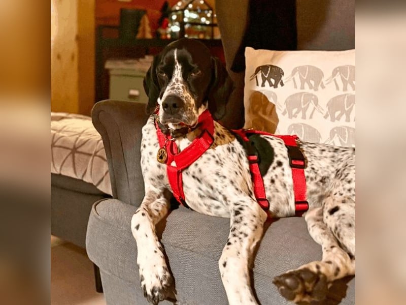 Lola - Dalmatiner x Gazelle = Pointer Lola