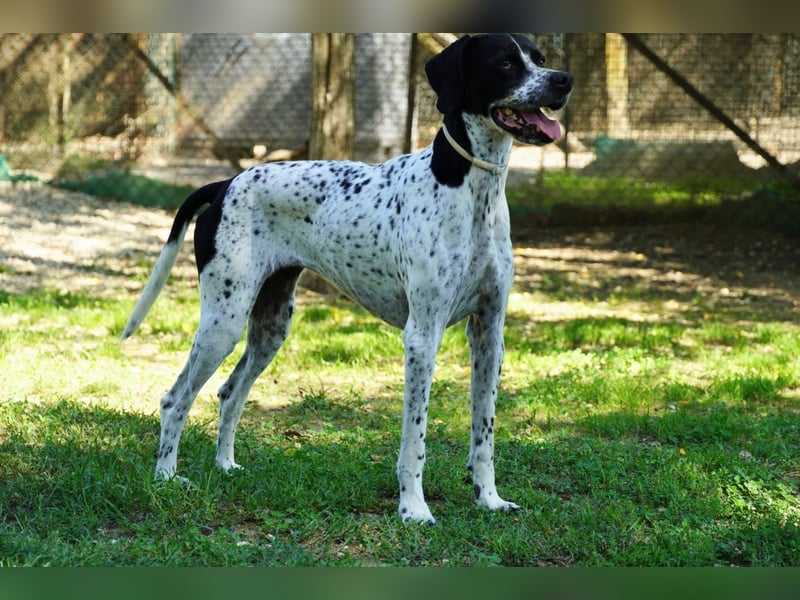 Lola - Dalmatiner x Gazelle = Pointer Lola