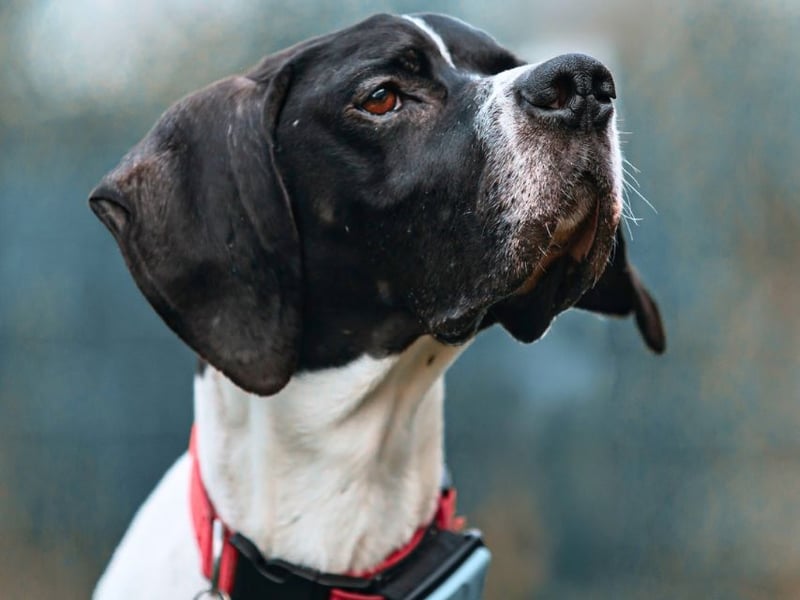 Dalton - Zeit endlich zur Ruhe zu kommen