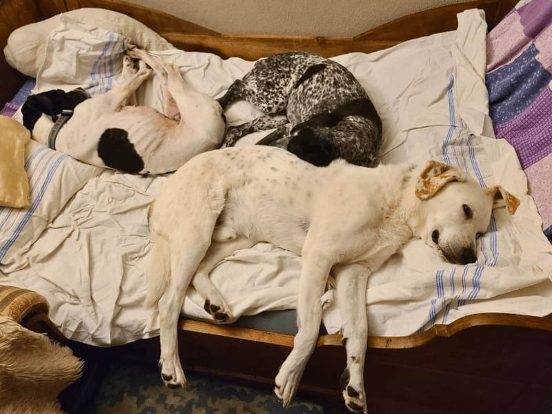 Dalton - Zeit endlich zur Ruhe zu kommen