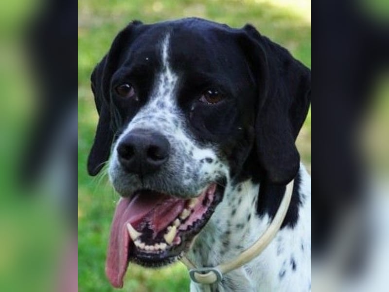 Lola - Dalmatiner x Gazelle = Pointer Lola