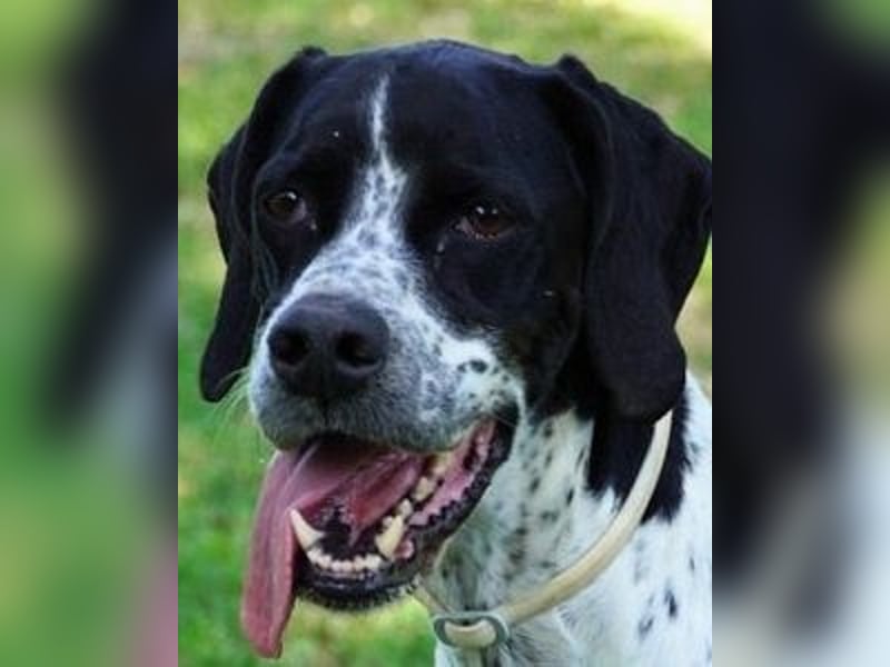 Lola - Dalmatiner x Gazelle = Pointer Lola