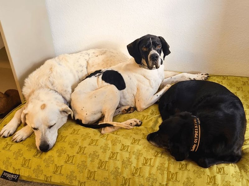 Dalton - Zeit endlich zur Ruhe zu kommen