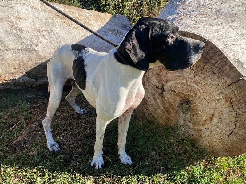 Dalton - Zeit endlich zur Ruhe zu kommen