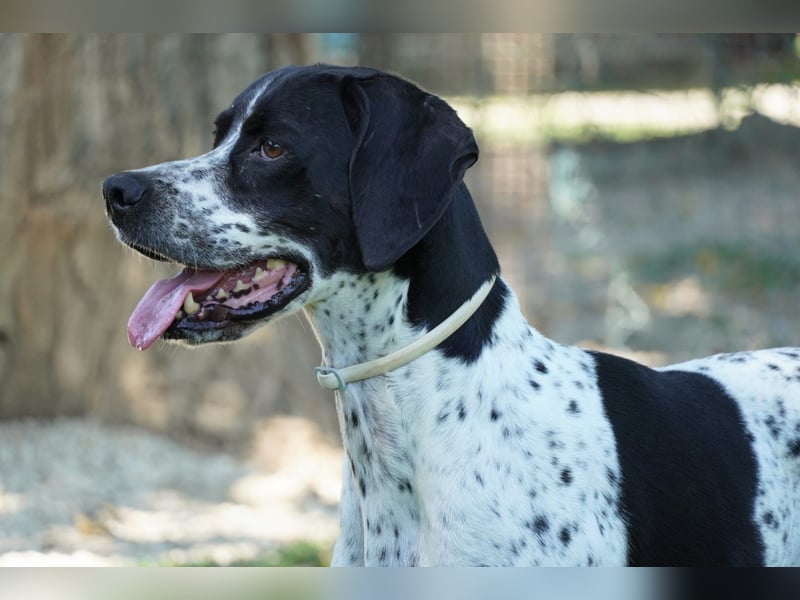 Lola - Dalmatiner x Gazelle = Pointer Lola