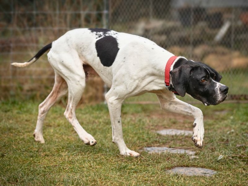 Dalton - Zeit endlich zur Ruhe zu kommen