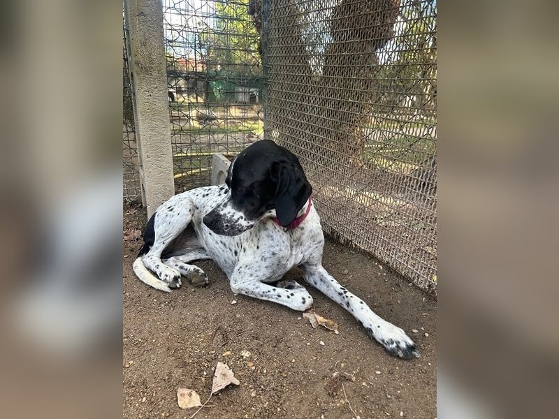 Lola - Dalmatiner x Gazelle = Pointer Lola