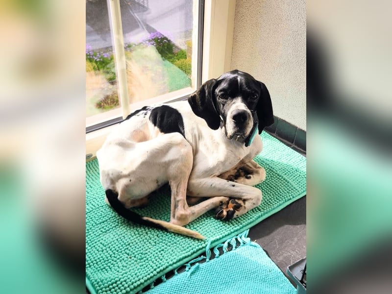 Dalton - Zeit endlich zur Ruhe zu kommen