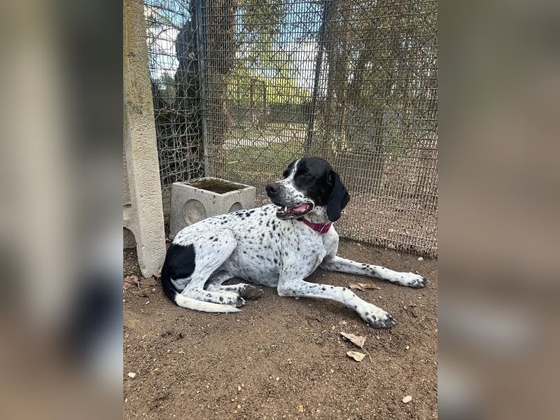 Lola - Dalmatiner x Gazelle = Pointer Lola