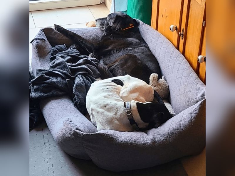 Dalton - Zeit endlich zur Ruhe zu kommen