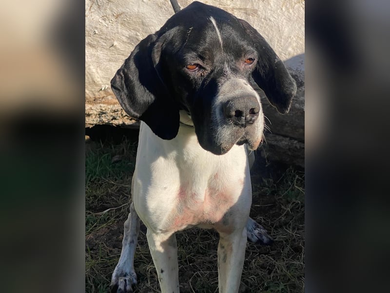 Dalton - Zeit endlich zur Ruhe zu kommen