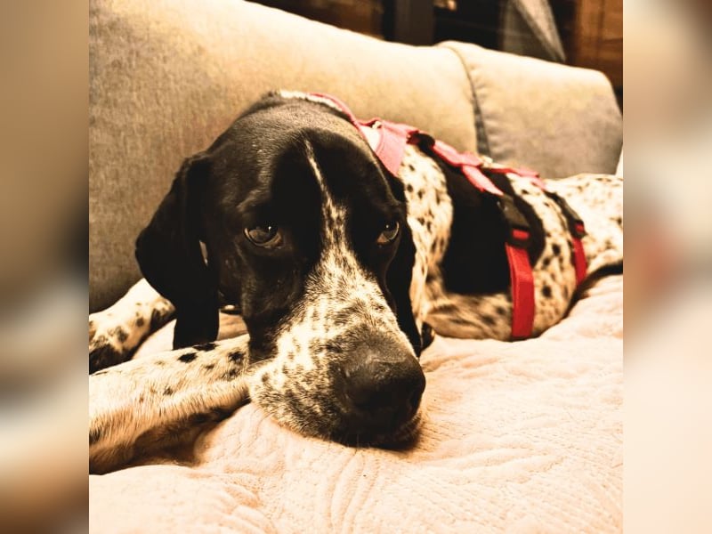 Lola - Dalmatiner x Gazelle = Pointer Lola