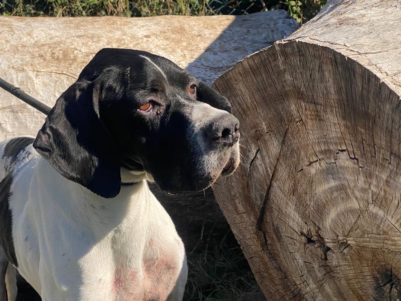 Dalton - Zeit endlich zur Ruhe zu kommen