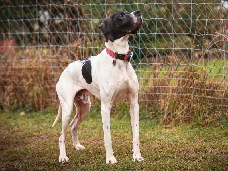 Dalton - Zeit endlich zur Ruhe zu kommen