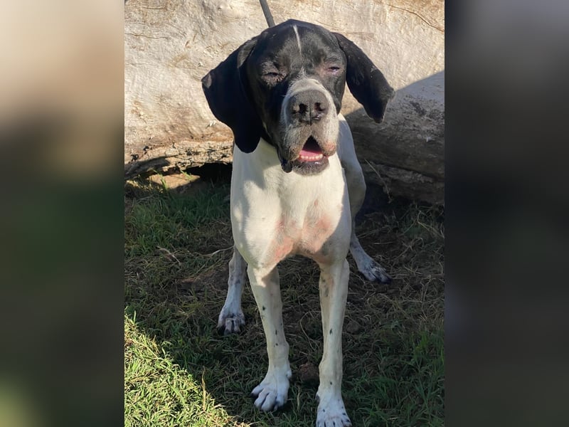 Dalton - Zeit endlich zur Ruhe zu kommen