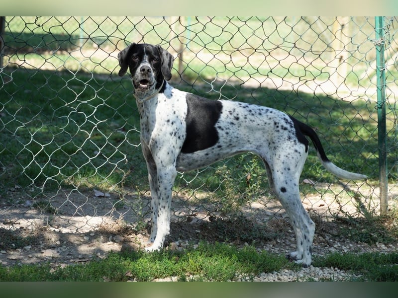 Lola - Dalmatiner x Gazelle = Pointer Lola