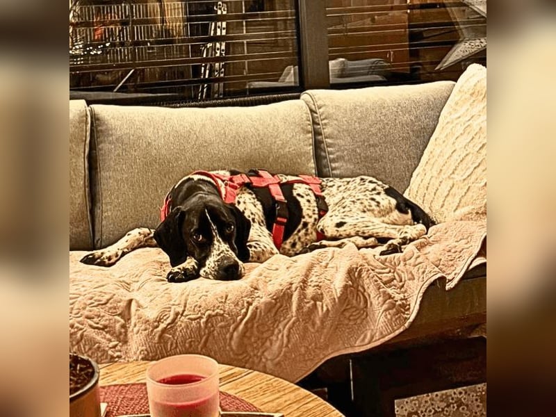 Lola - Dalmatiner x Gazelle = Pointer Lola