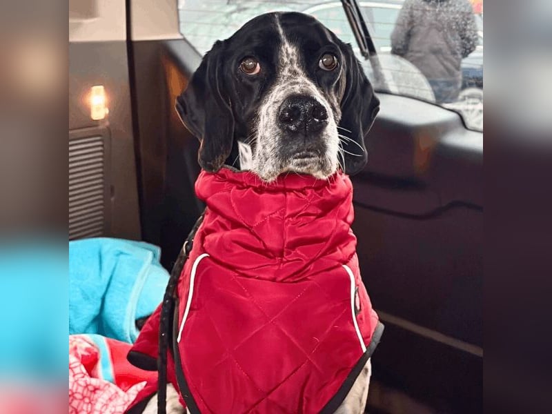 Lola - Dalmatiner x Gazelle = Pointer Lola