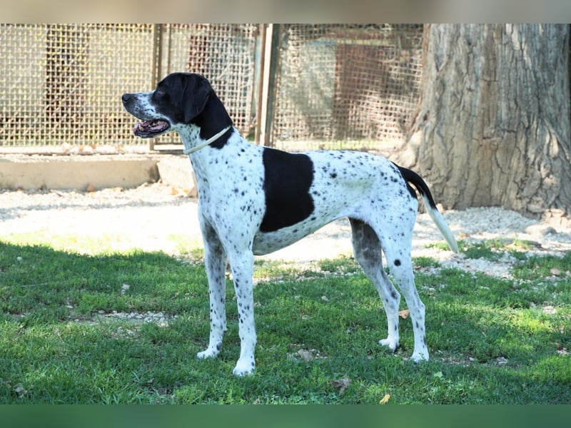 Lola - Dalmatiner x Gazelle = Pointer Lola