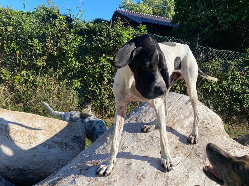 Dalton - Zeit endlich zur Ruhe zu kommen