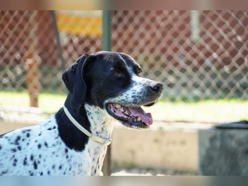 Lola - Dalmatiner x Gazelle = Pointer Lola