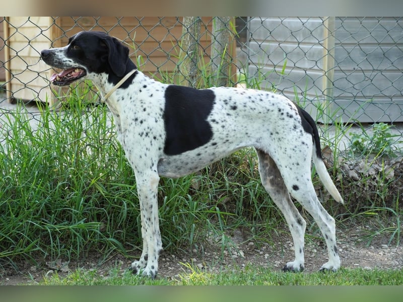 Lola - Dalmatiner x Gazelle = Pointer Lola