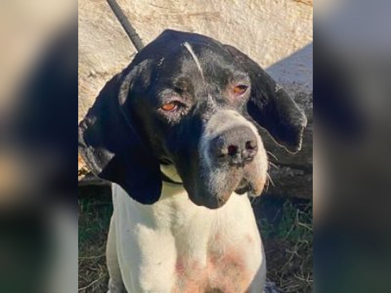 Dalton - Zeit endlich zur Ruhe zu kommen