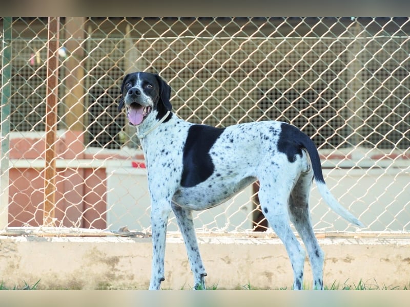 Lola - Dalmatiner x Gazelle = Pointer Lola