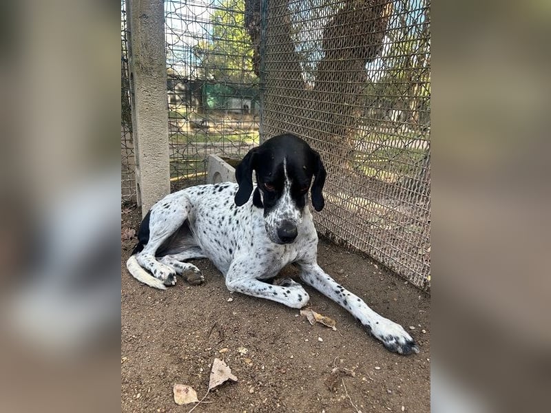 Lola - Dalmatiner x Gazelle = Pointer Lola