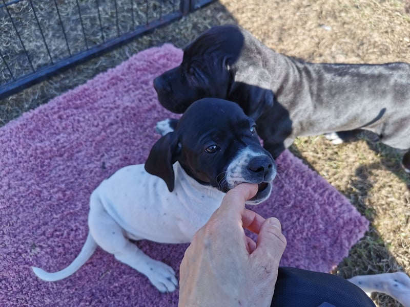 English Pointer aus Leistungszucht (FCI VDH PuS eV)