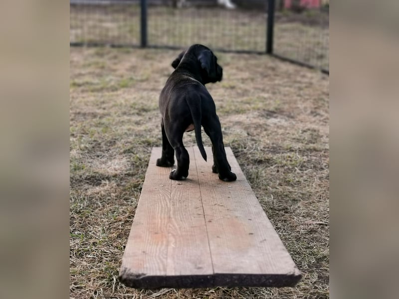 English Pointer aus Leistungszucht (FCI VDH PuS eV)