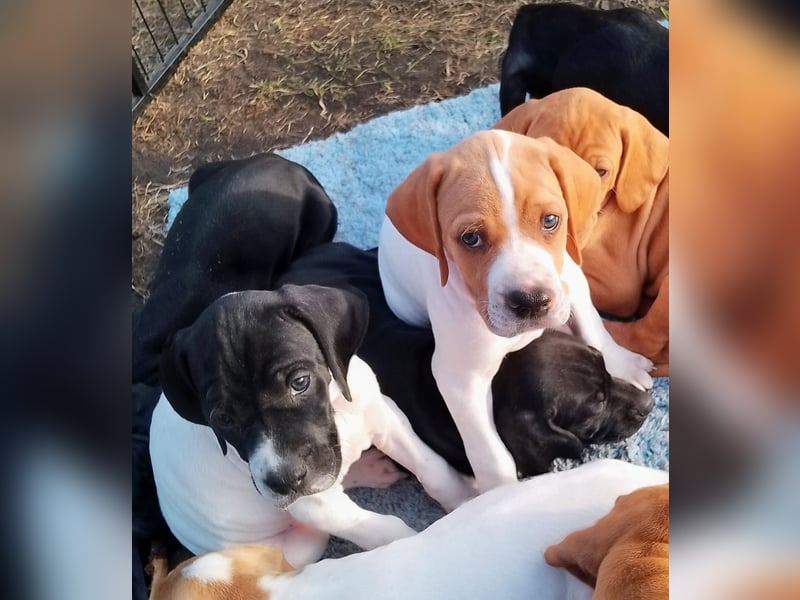 English Pointer aus Leistungszucht (FCI VDH PuS eV)