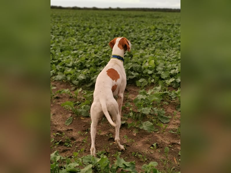 English Pointer Rüde