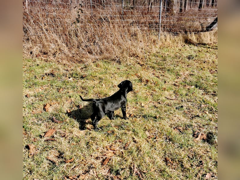 English Pointer aus Leistungszucht (FCI VDH PuS eV)
