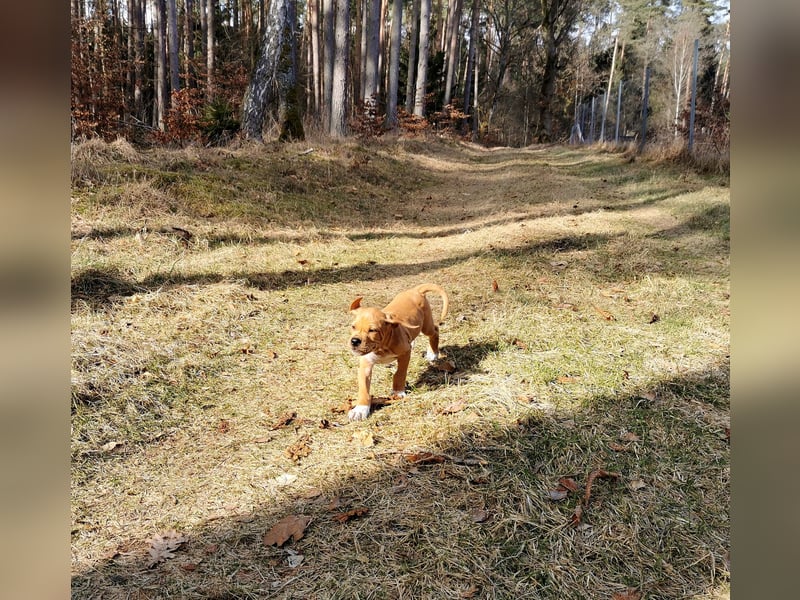 English Pointer aus Leistungszucht (FCI VDH PuS eV)