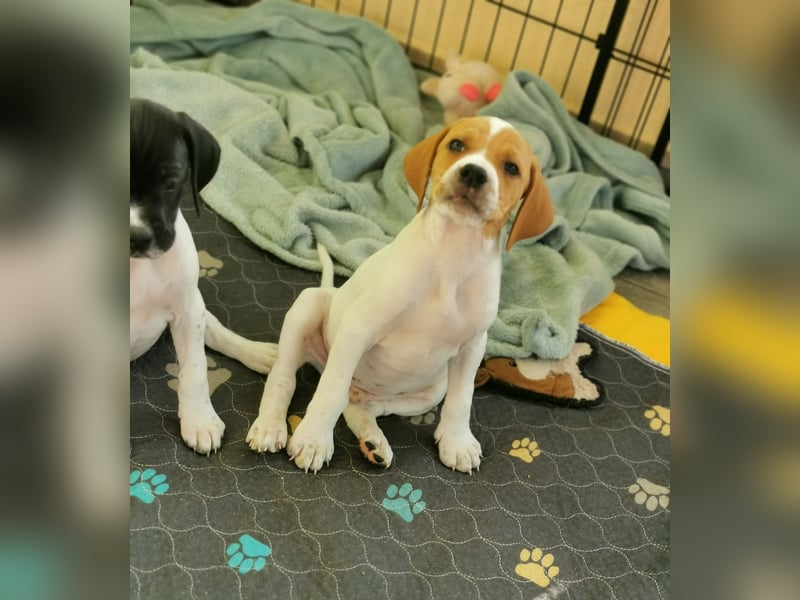 English Pointer aus Leistungszucht (FCI VDH PuS eV)