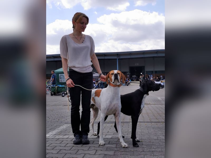 English Pointer Rüde