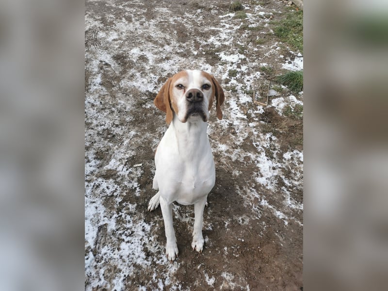 English Pointer Rüde