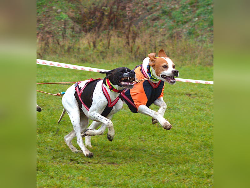 English Pointer Rüde