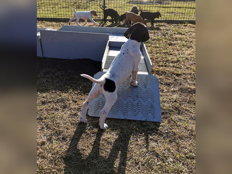 English Pointer aus Leistungszucht (FCI VDH PuS eV)