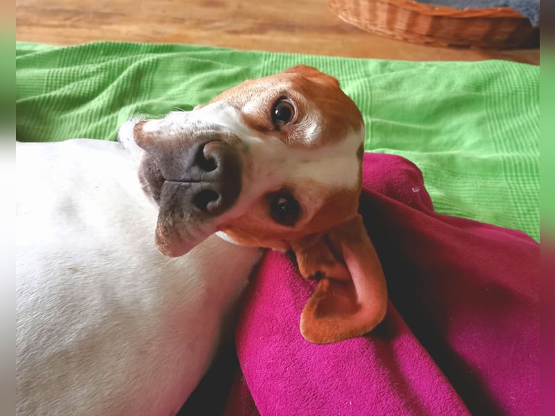 English Pointer Rüde