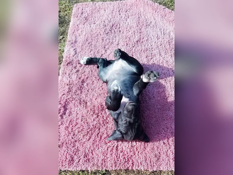 English Pointer aus Leistungszucht (FCI VDH PuS eV)