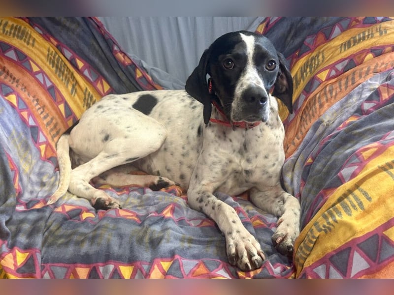 Agathi - tolle junge Hündin - Tierhilfe Franken e.V.