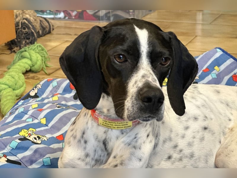Agathi - tolle junge Hündin - Tierhilfe Franken e.V.