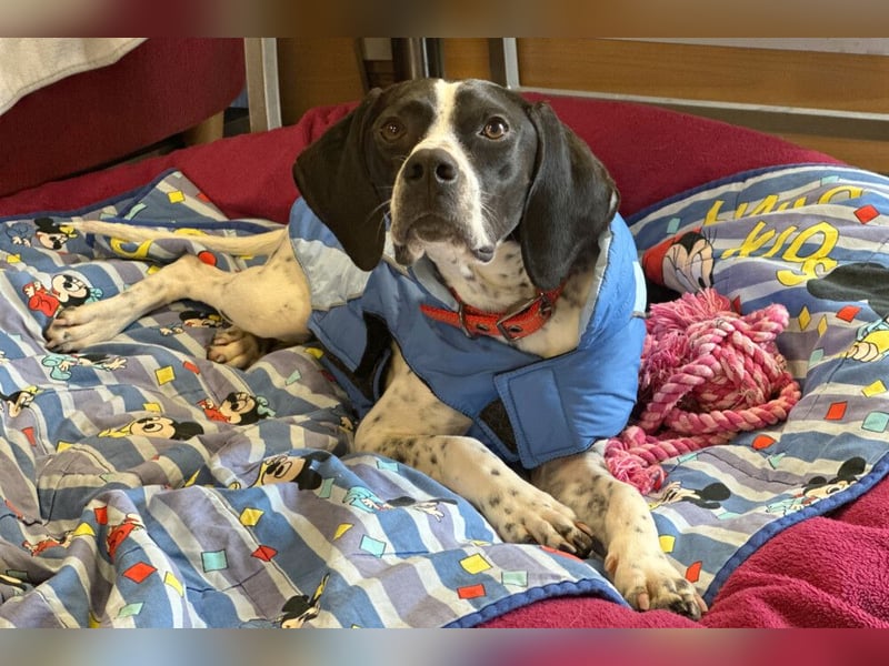 Agathi - tolle junge Hündin - Tierhilfe Franken e.V.