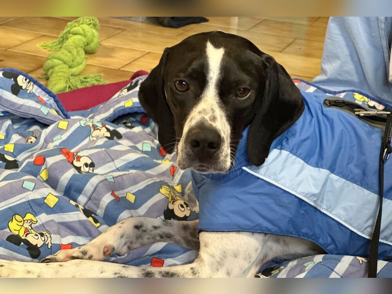 Agathi - tolle junge Hündin - Tierhilfe Franken e.V.