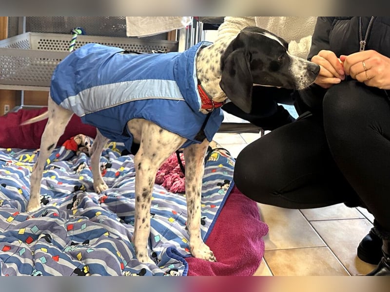 Agathi - tolle junge Hündin - Tierhilfe Franken e.V.